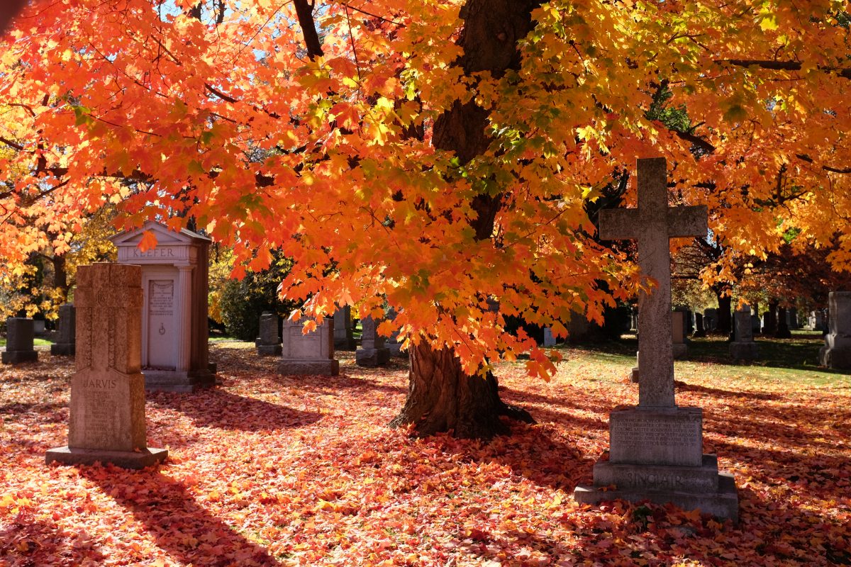 Sunlight shining through orange leaves in Mount Pleasant Cemetery in autumn