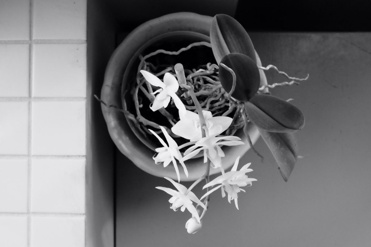 orchid blooming during winter solstice