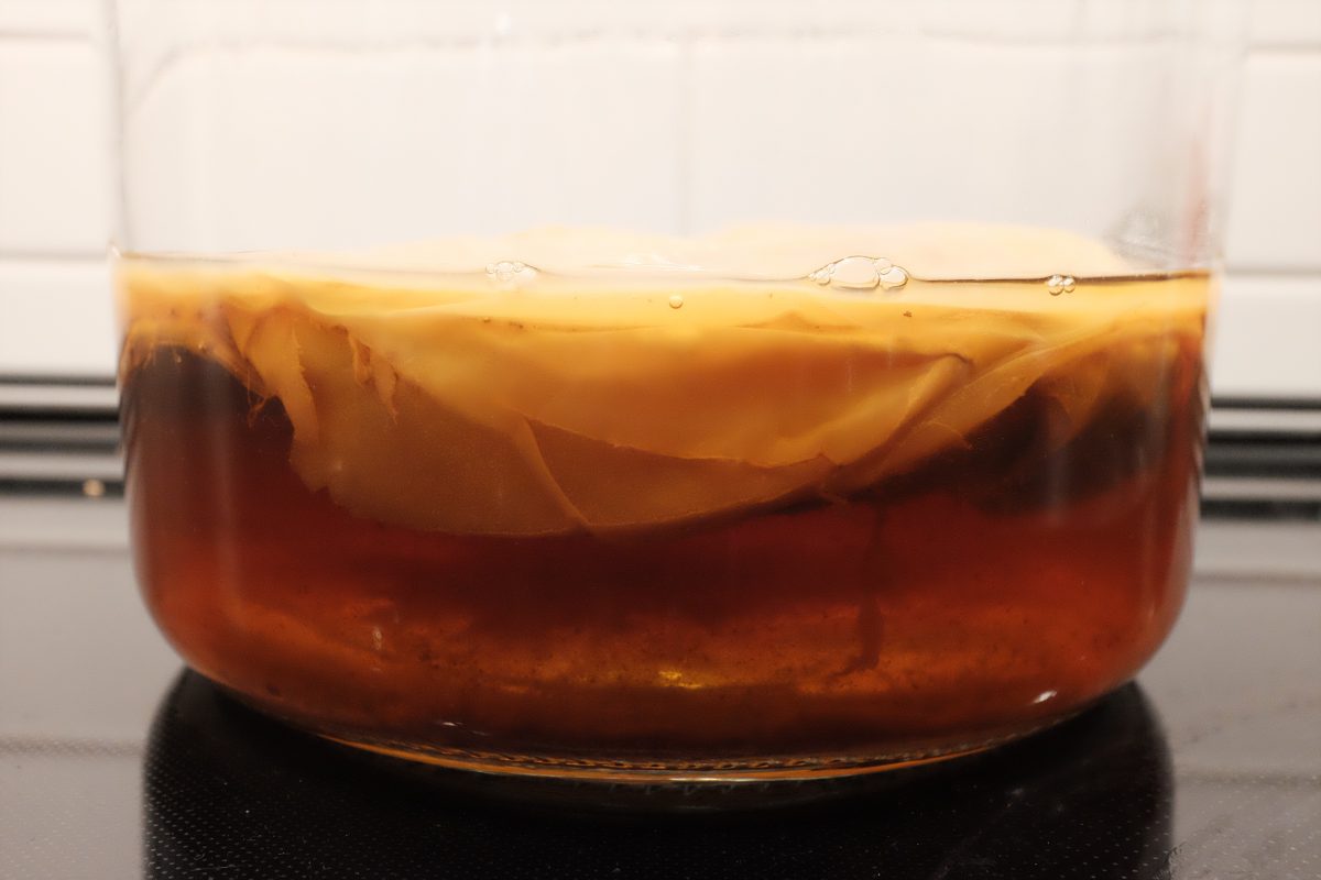 kombucha scoby in tea