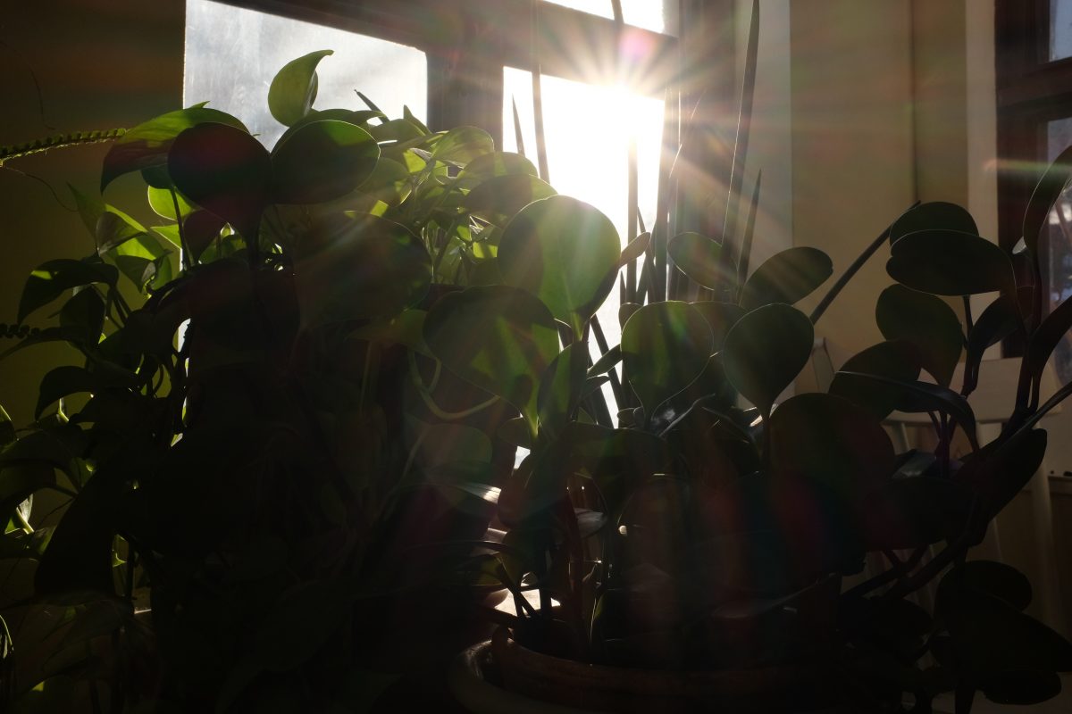 sunlight through plant leaves