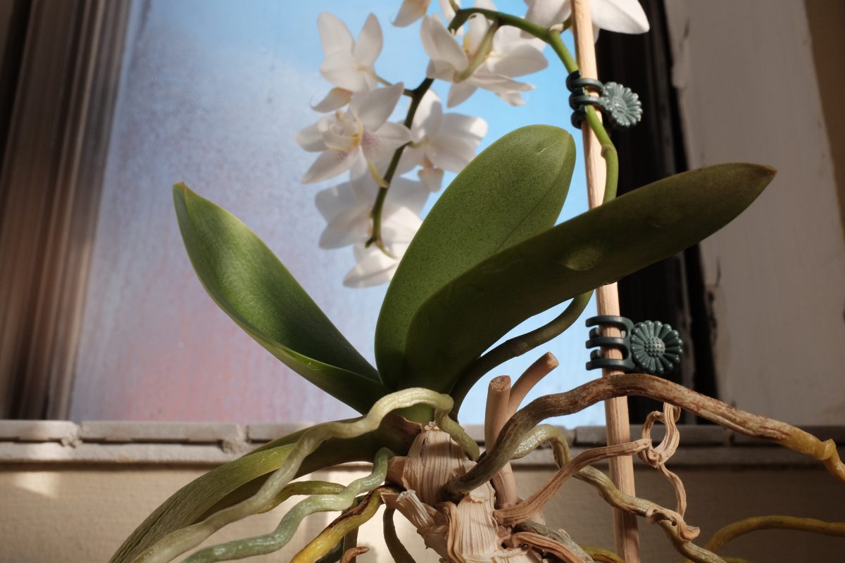 sunlit orchid in bloom