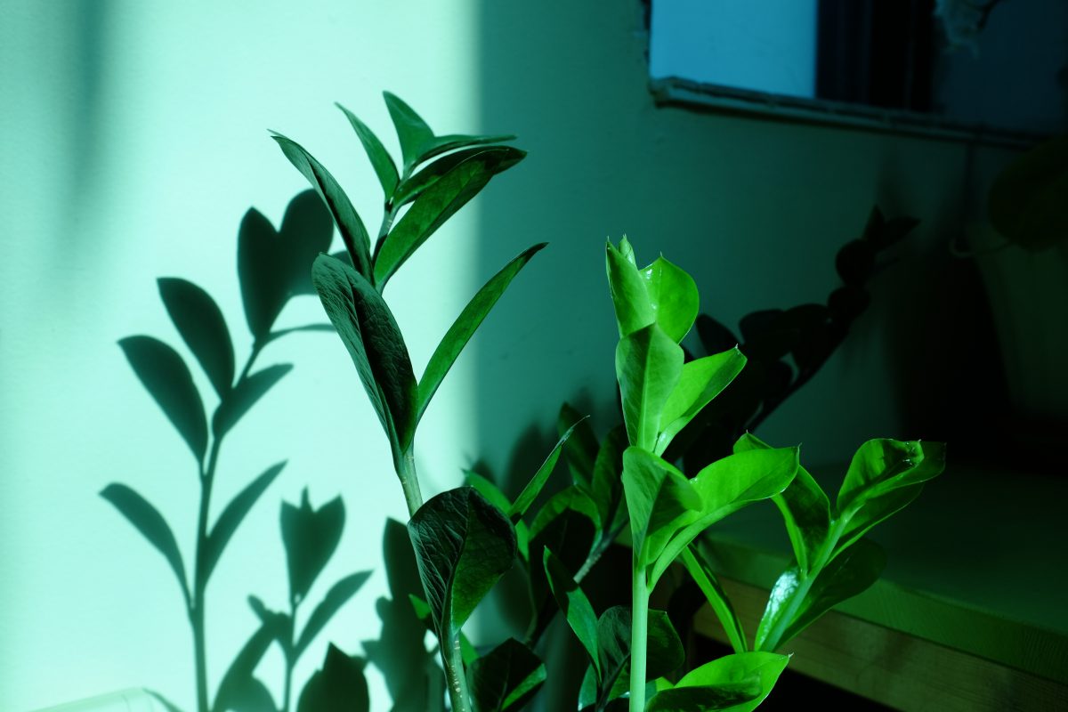 plant casting shadows on the wall in the morning