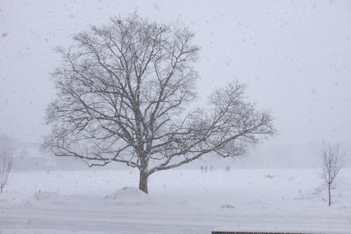 tree in snow storm