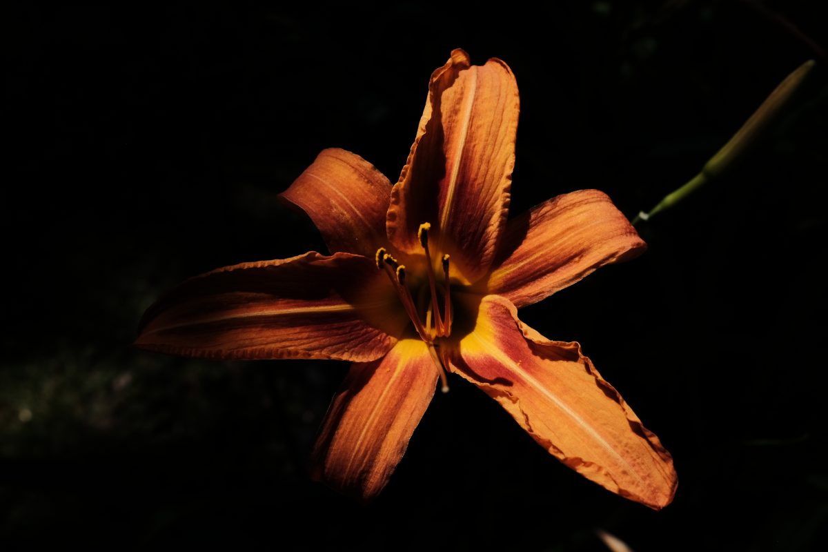 orange lily in a sunbeam