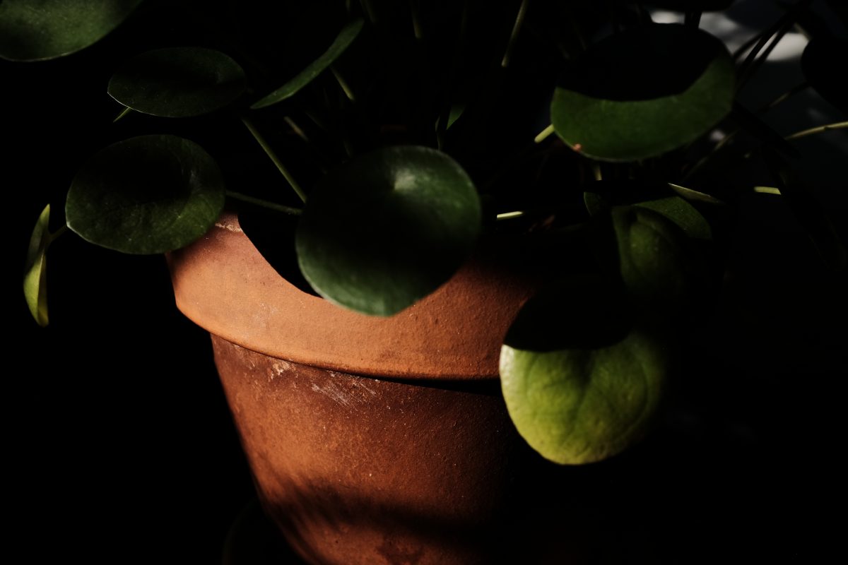 a houseplant and pot lit by a sunbeam