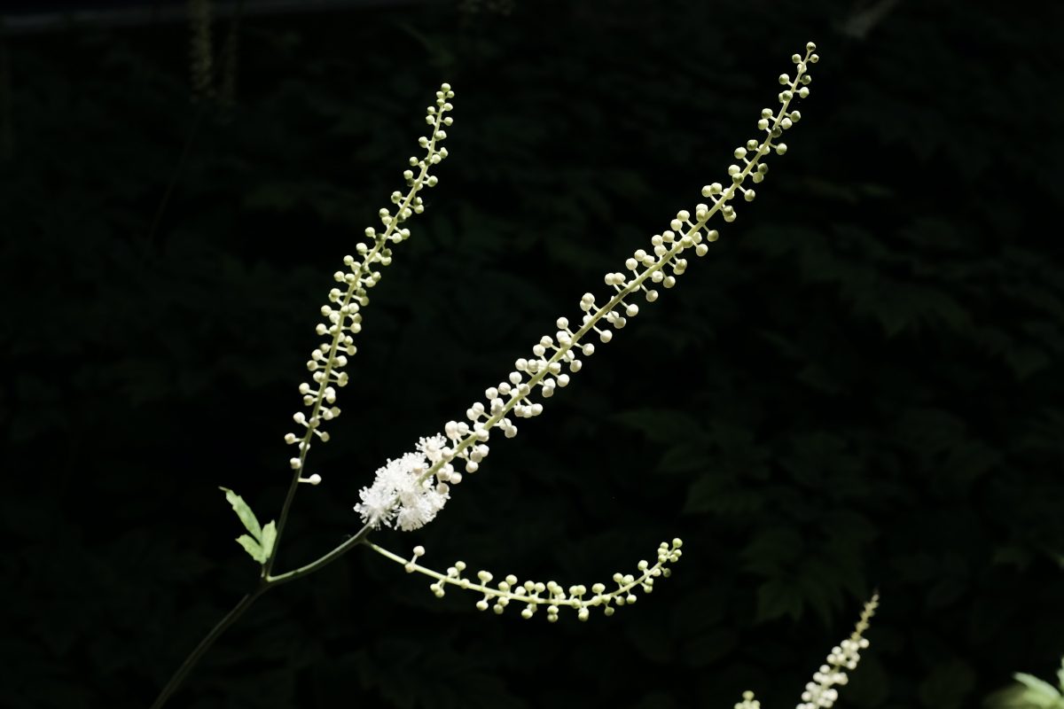 a spray of white flowers in the sun
