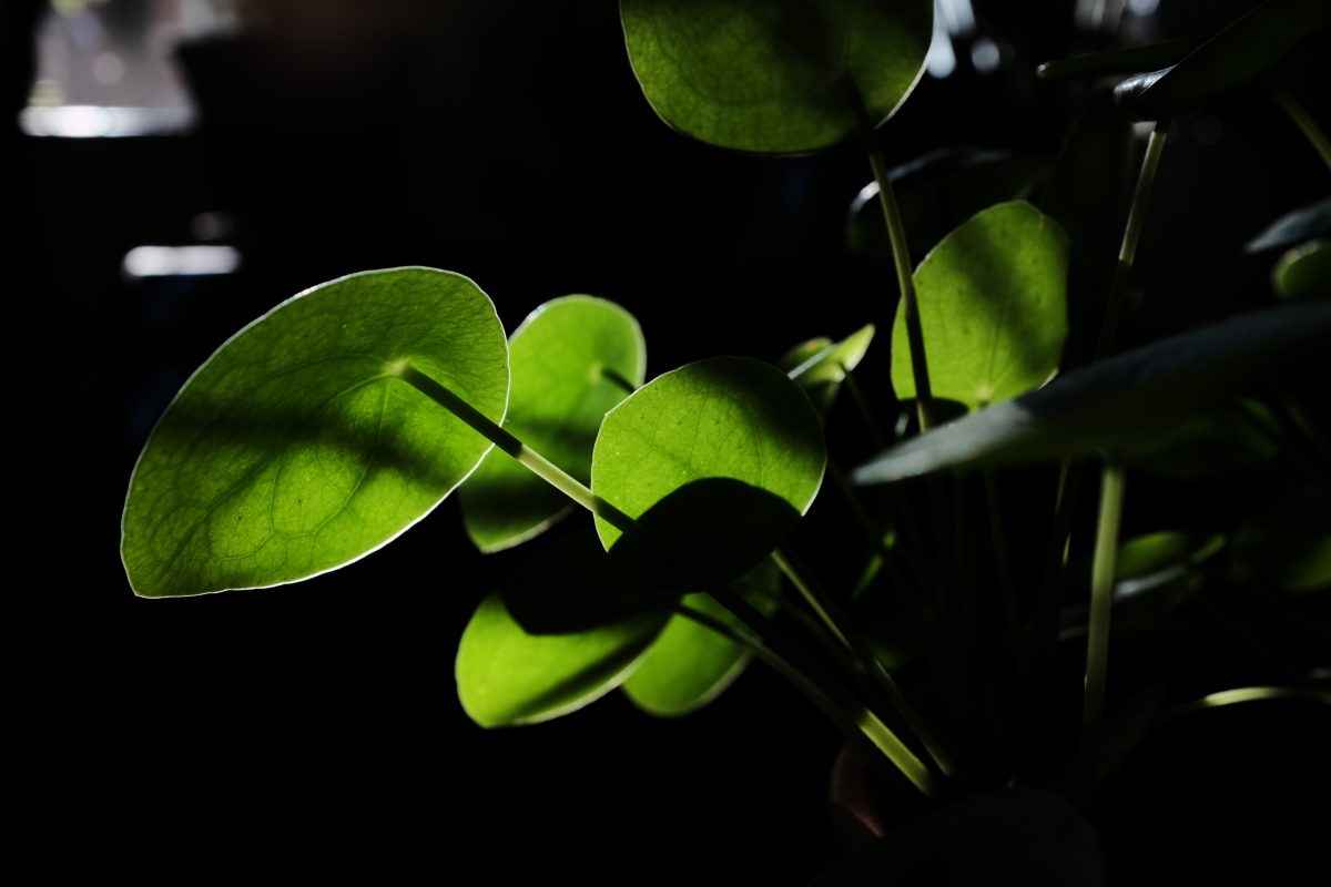 backlit plant leaves