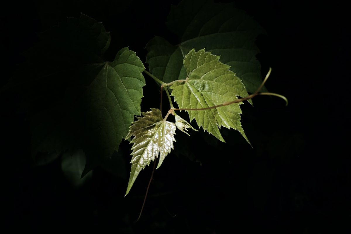 a grape vine tip in the sunlight