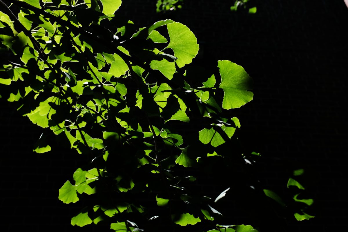 ginko tree leaves back lit