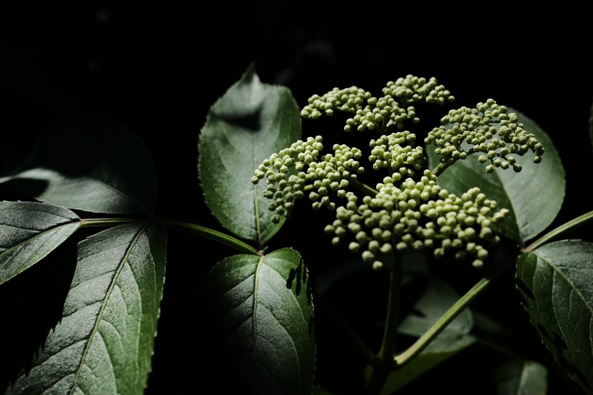 panacle of buds on a forest plant