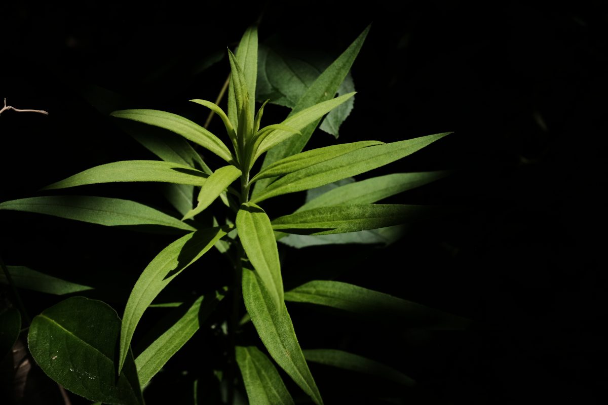 a feathery plant lit by sun