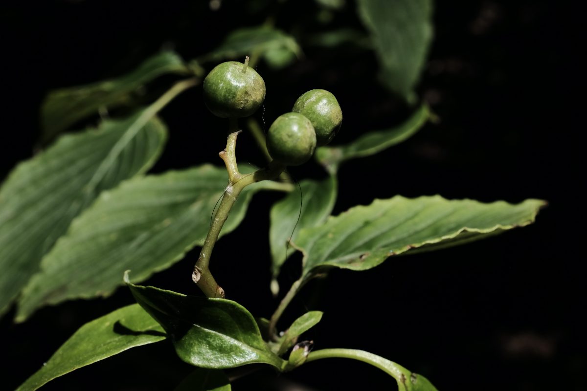 green berries in the sun