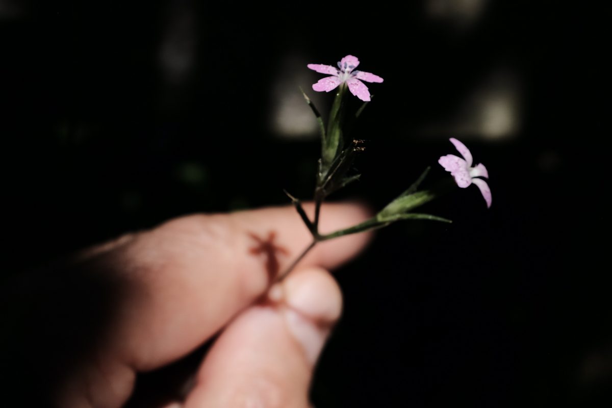 a hand holding tiny violet flowers