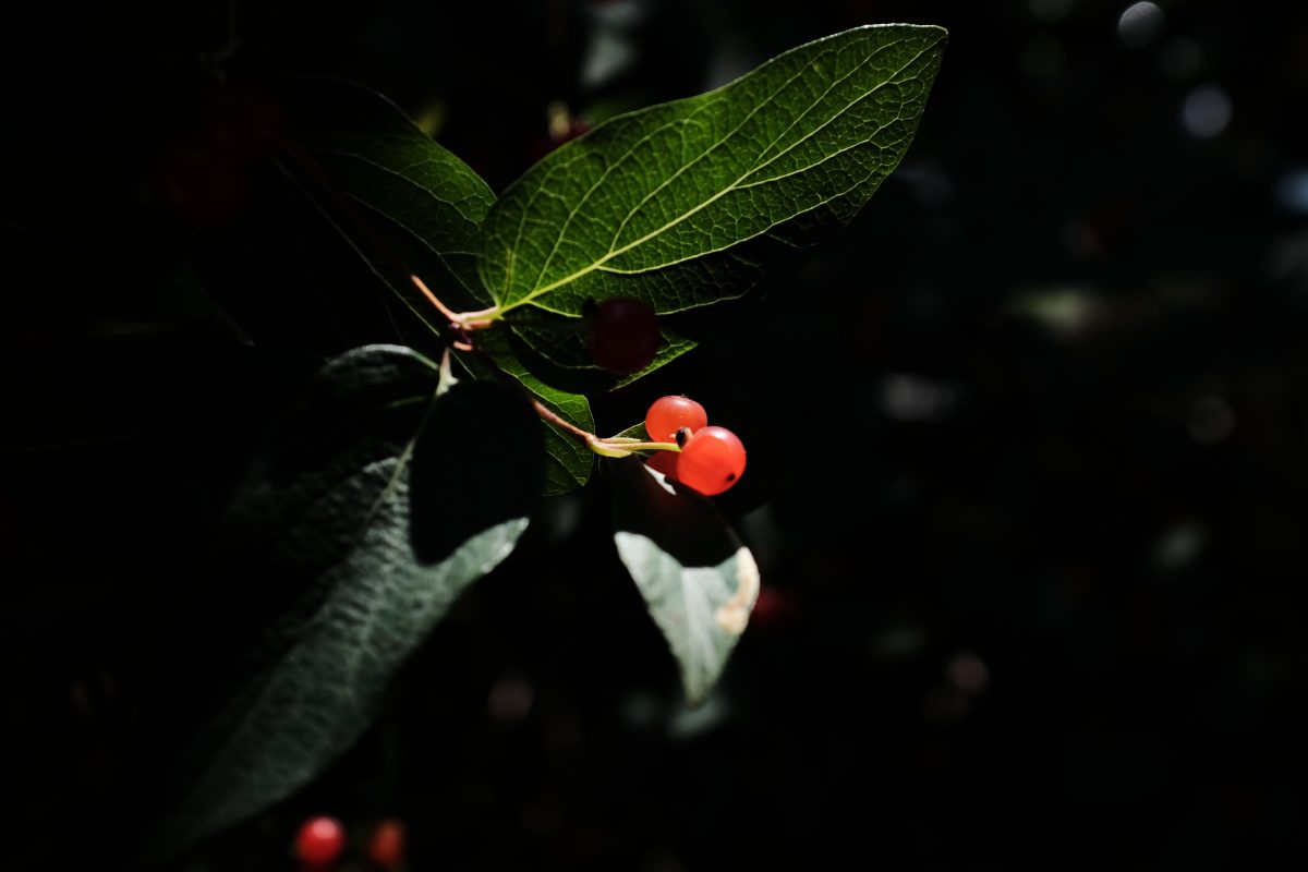 red currants in the sun